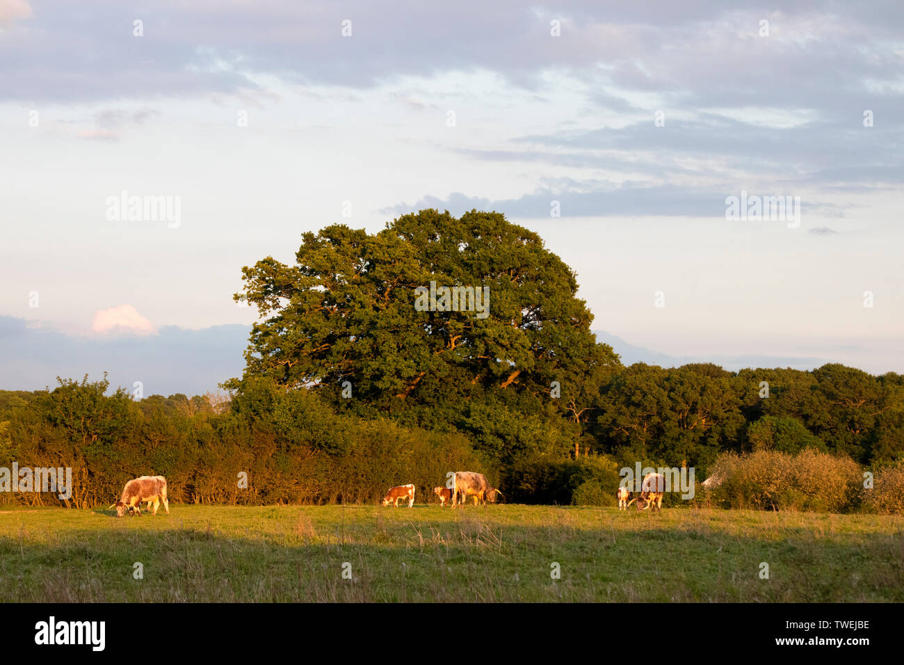 English Longhorn cattle grazing in early morning light Banque D'Images