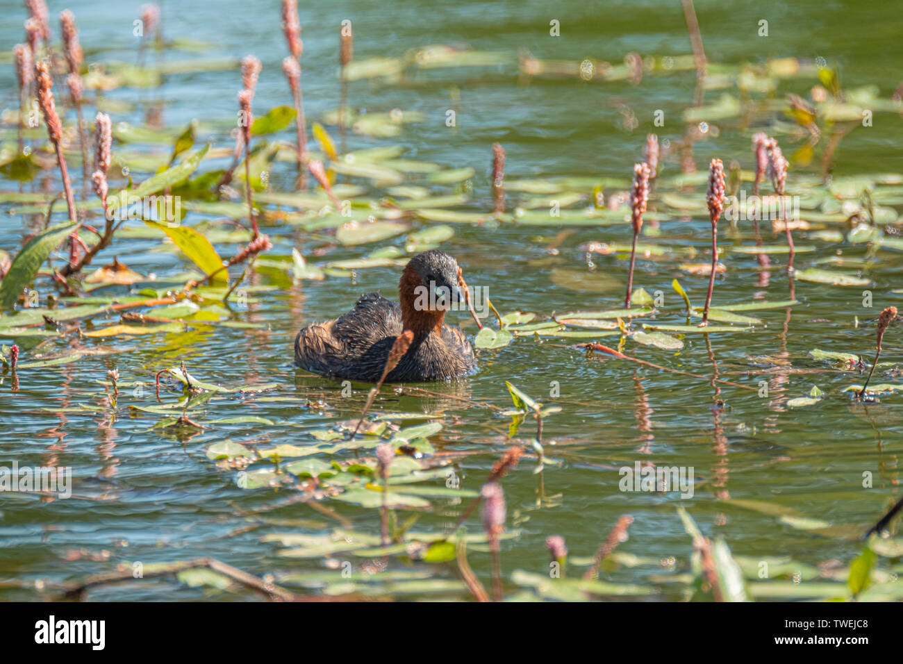 Tachybaptus ruficollis grèbe esclavon, commune, sur les eaux calmes de la rivière, à côté de la plantes aquatiques typiques de la région Banque D'Images