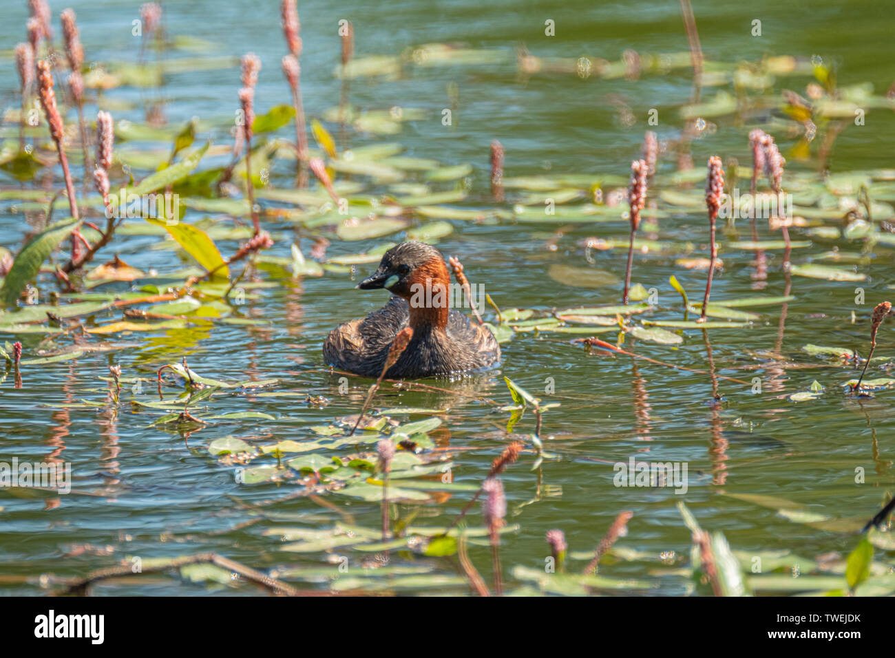 Tachybaptus ruficollis grèbe esclavon, commune, sur les eaux calmes de la rivière, à côté de la plantes aquatiques typiques de la région Banque D'Images