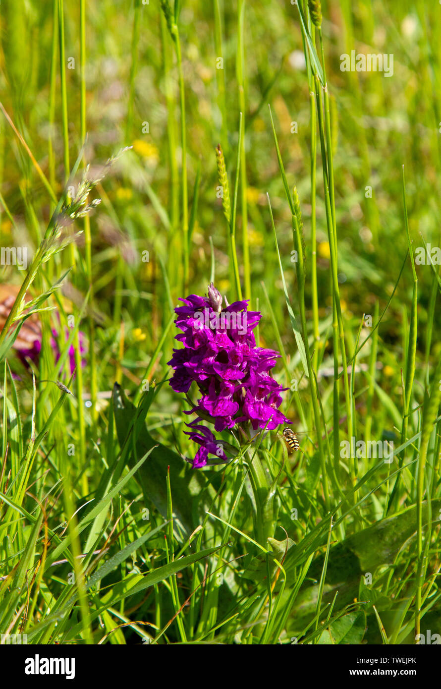 Marais du nord ouest par pond Banque D'Images