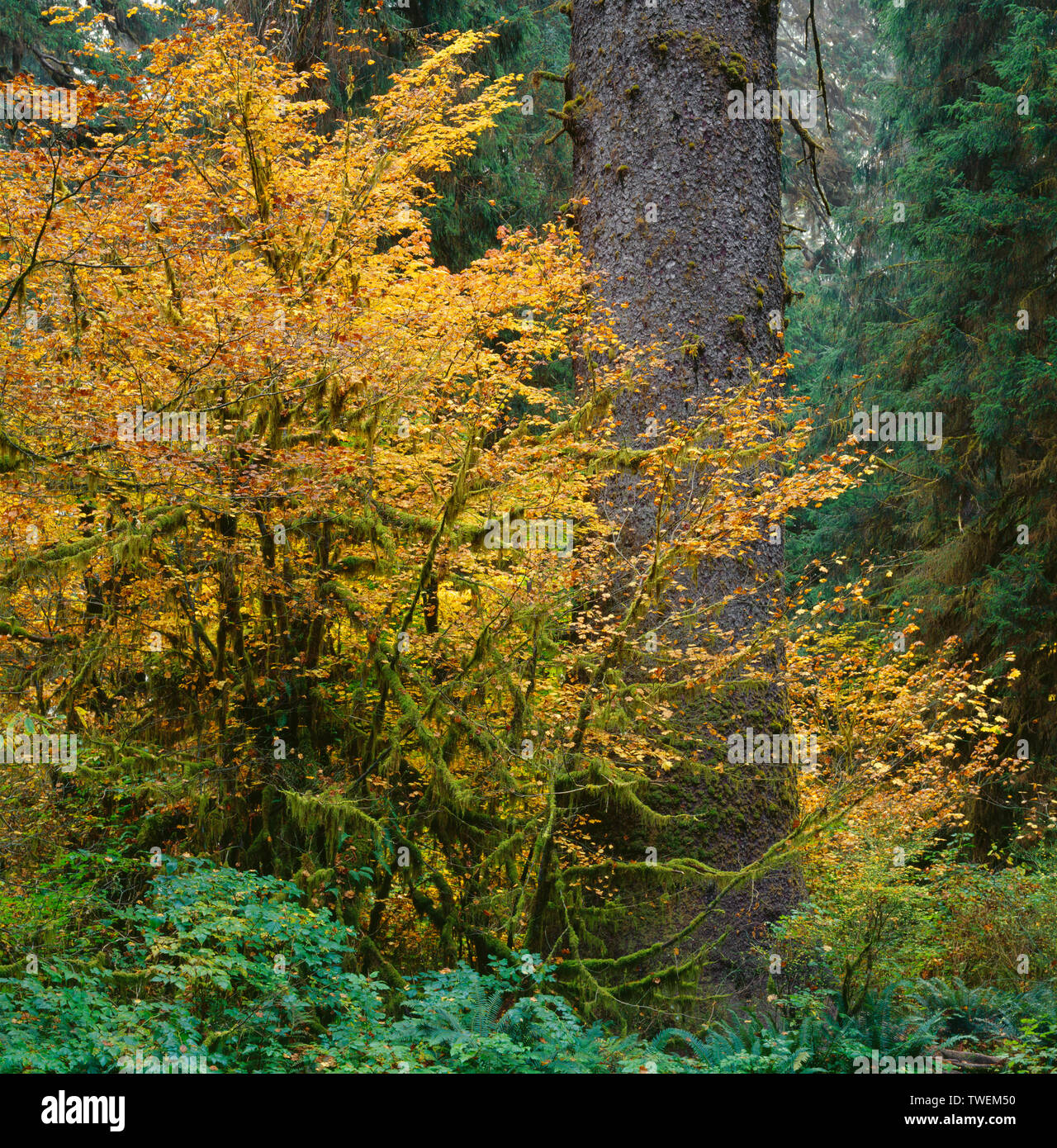 USA, Washington, Olympic National Park, de couleur d'automne érable circiné et grand tronc de l'épinette de Sitka dans la vallée de Hoh. Banque D'Images