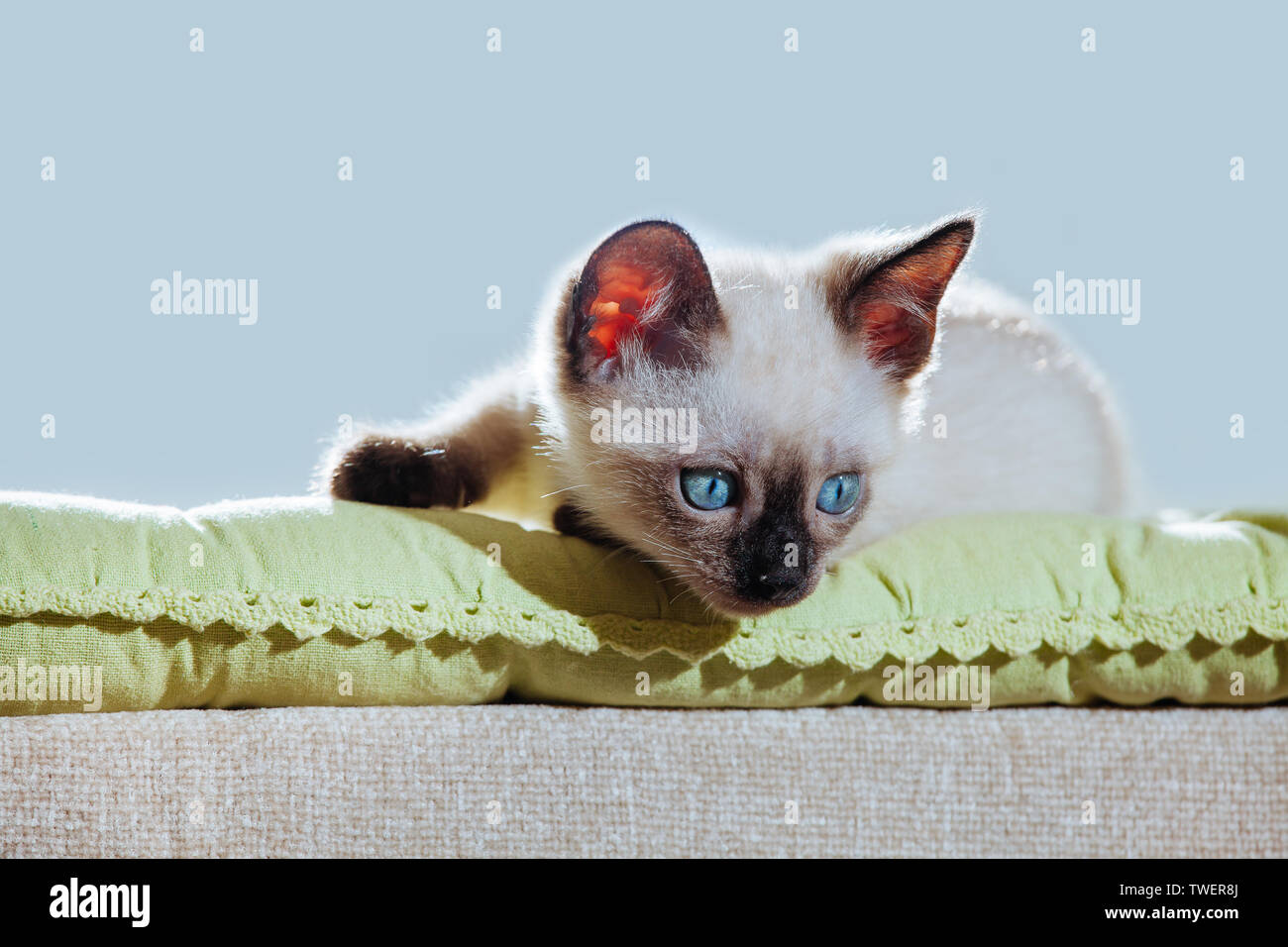 Petit Chaton De Race Thai Aux Rayons Du Soleil Chat Drole Aux Yeux Bleus Sur Fond Blanc Photo Stock Alamy