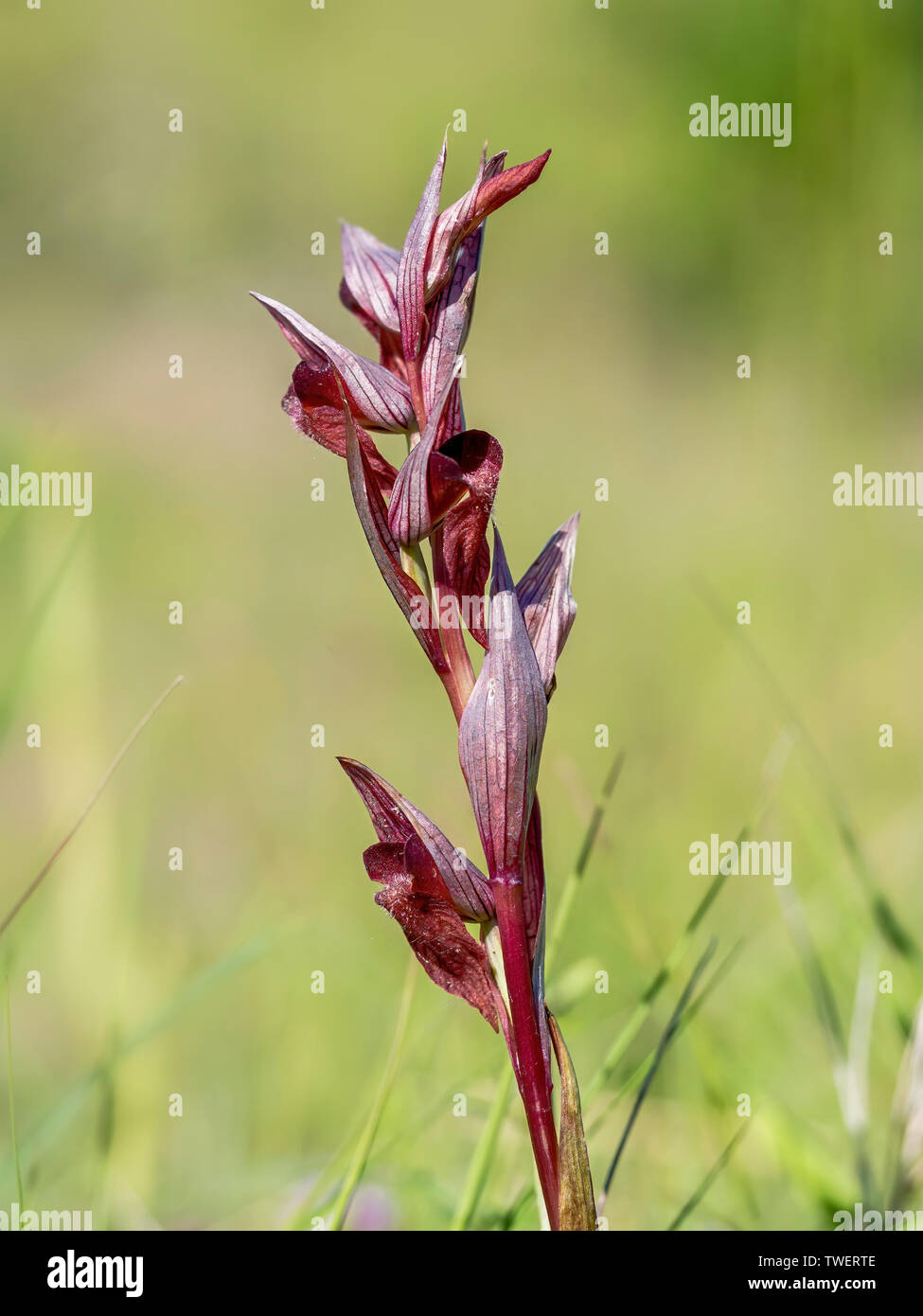 Serapias vomeracea, alias long-lipped ou charrue-partager serapias. Orchidée sauvage européenne. Banque D'Images