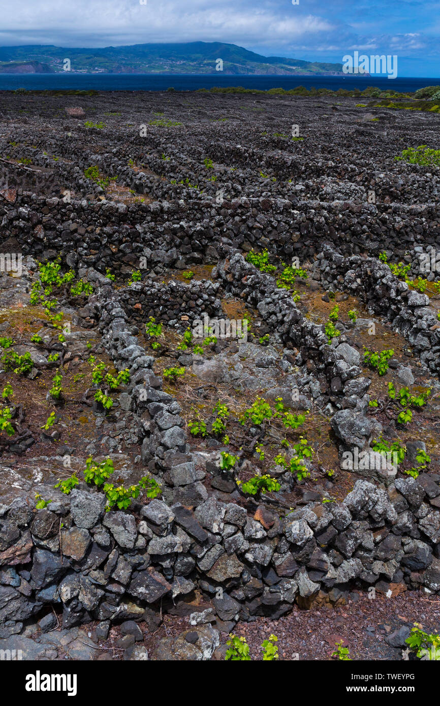 Paysage de l'île de Pico de la culture viticole a été classé par l'UNESCO comme site du patrimoine mondial depuis 2004, l'île de Pico, Açores, Port Banque D'Images