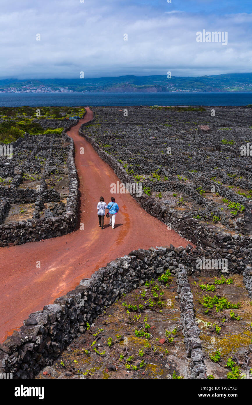 Paysage de l'île de Pico de la culture viticole a été classé par l'UNESCO comme site du patrimoine mondial depuis 2004, l'île de Pico, Açores, Port Banque D'Images