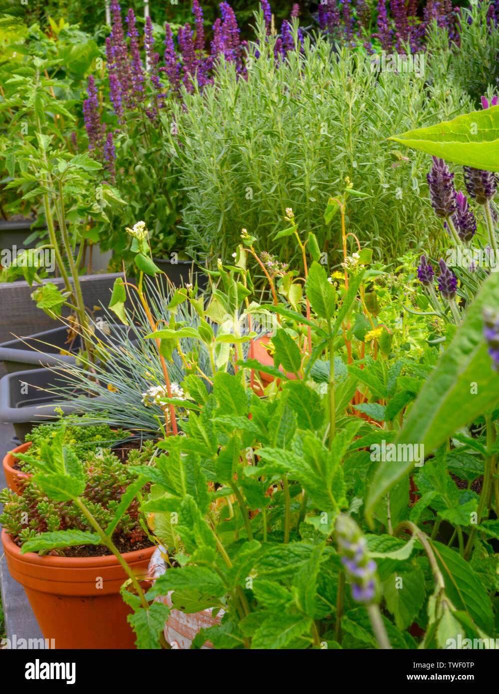 Vous voyez différentes plantes dans un jardin, qui fournissent de la nourriture aux abeilles et autres insectes. Banque D'Images