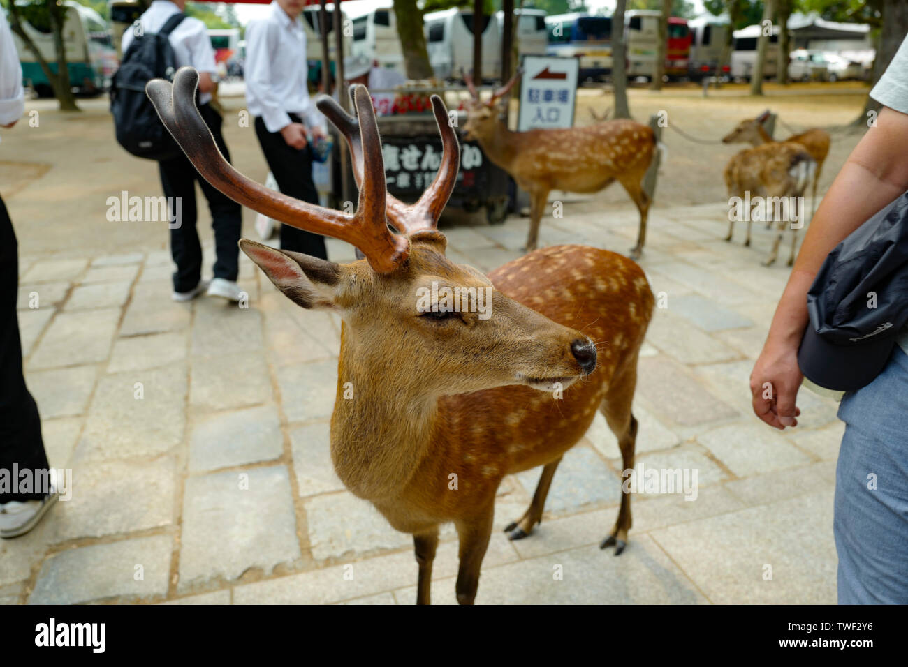 Kyoto, Japon, 31, mai, 2017. Une belle deer marche sur le terrain dans le Parc de Nara. Nara Park est un parc public situé dans la ville de Nara, Japon Banque D'Images