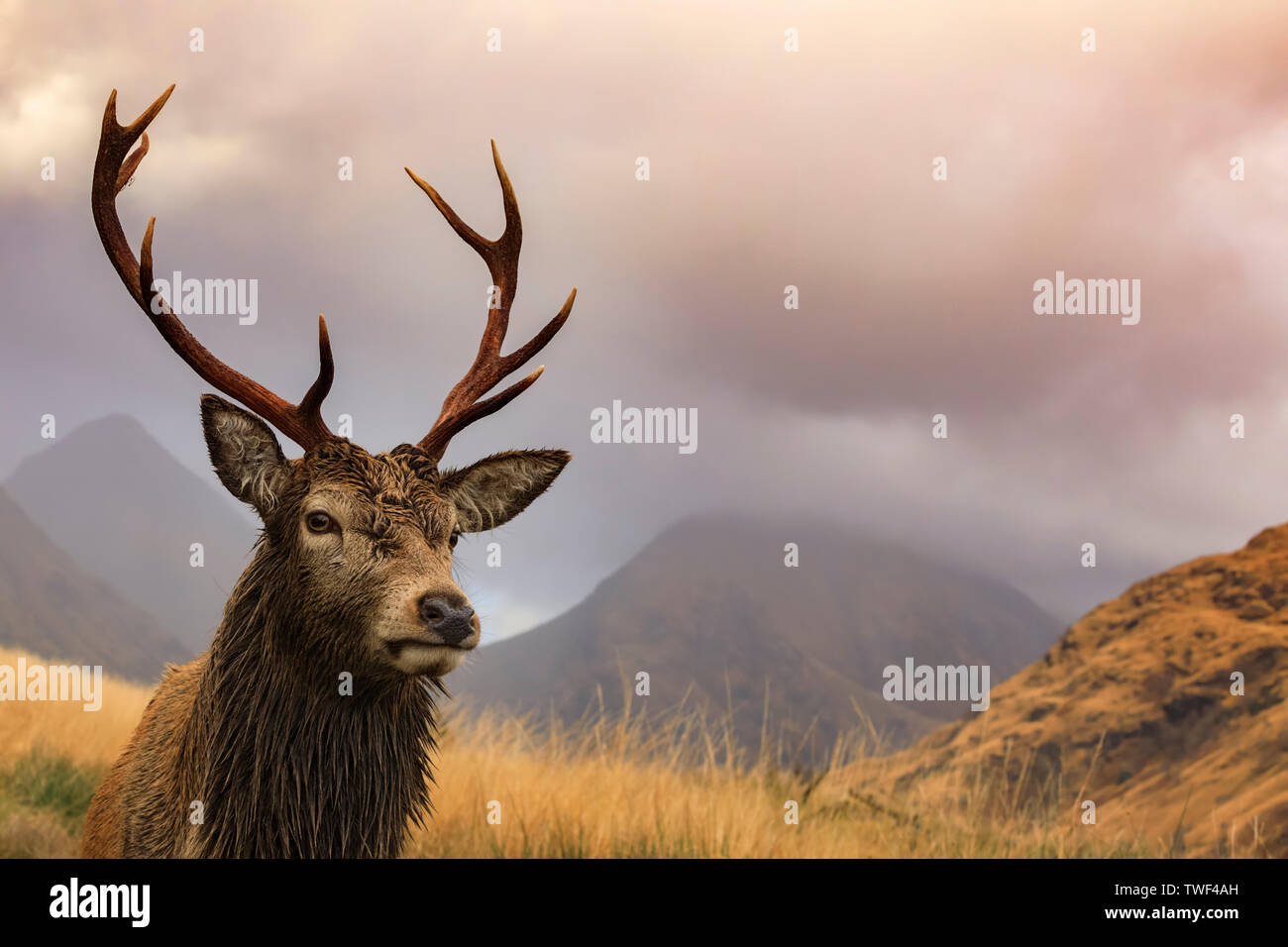 Red Deer stag en Glen Etive. Banque D'Images