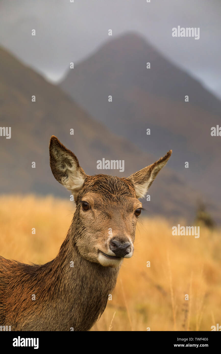 Red Deer hind dans Glen Etive. Banque D'Images
