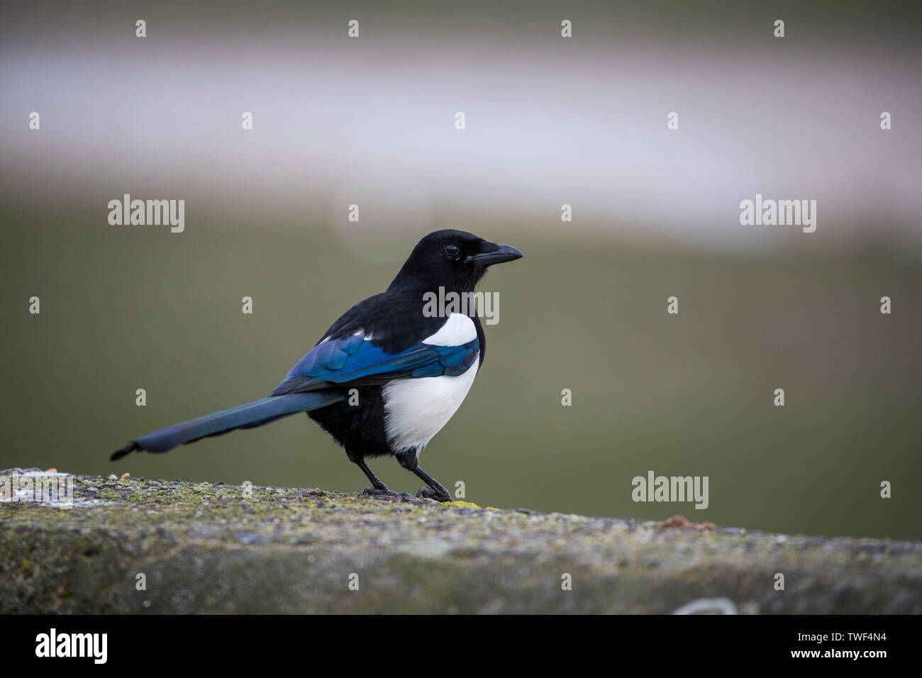 ; Magpie Pica pica, Cornwall, UK Banque D'Images