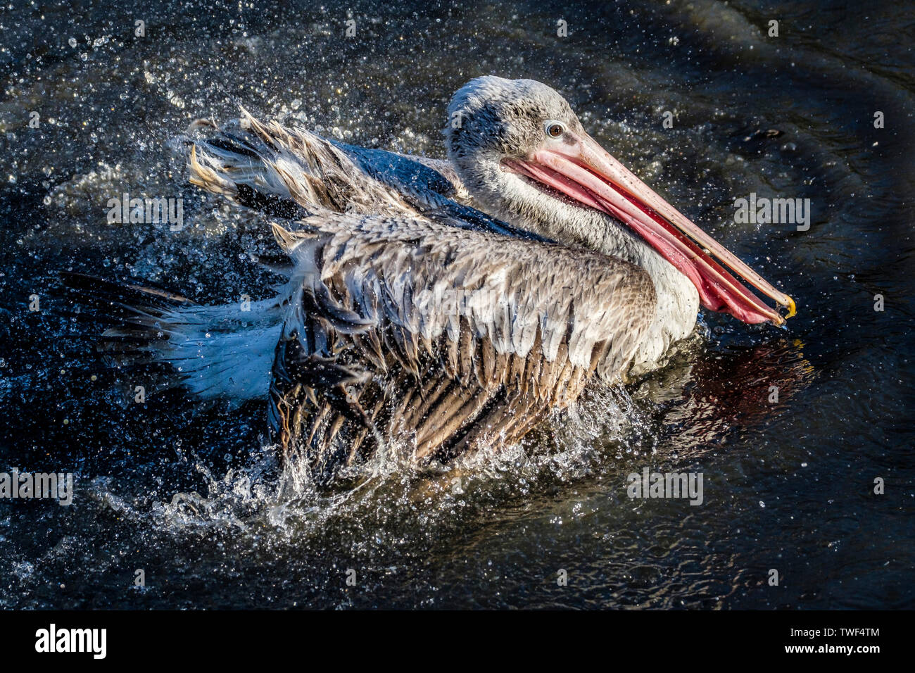 Un pélican aux projections d'eau pour nettoyer ses plumes. Banque D'Images