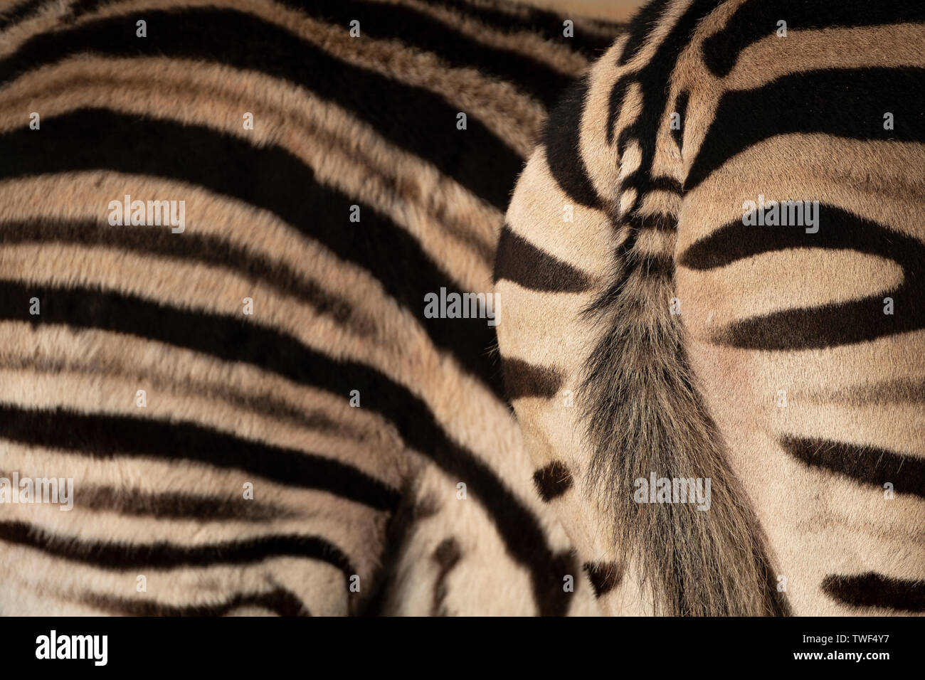 Les rayures d'un zèbre camouflage disruptive fournir à l'état sauvage. Banque D'Images