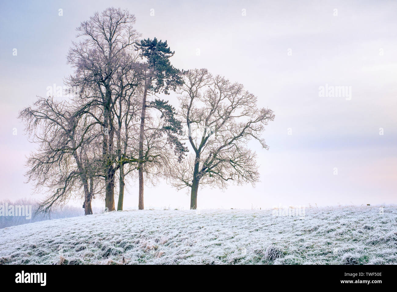 Un petit bosquet d'arbres en hiver sur une colline près de Derbyshire Melbourne. Banque D'Images