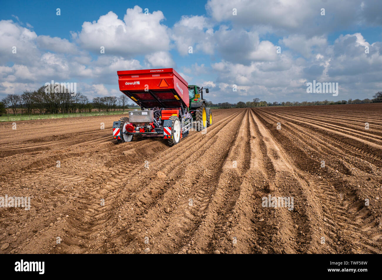 Haletant mécanisé de plants de pommes de terre à l'aide d'un semoir 3 rangs dewulf belt derrière un tracteur John Deere. Banque D'Images