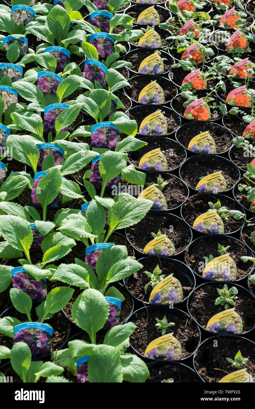 Des pots et plantes Guem digitalique en vente dans un centre de jardinage à Cornwall. Banque D'Images