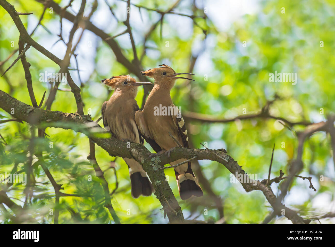 Paire de huppe assis sur branche d'arbre Banque D'Images