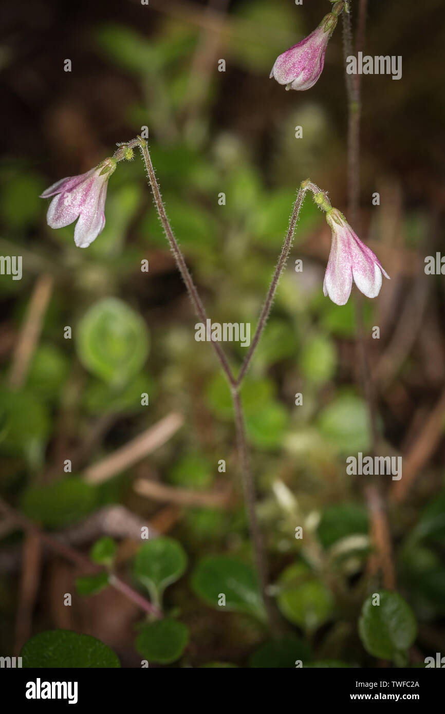 Linnaea borealis Twinflower ou dans la forêt écossaise dans les Highlands d'Ecosse. Banque D'Images