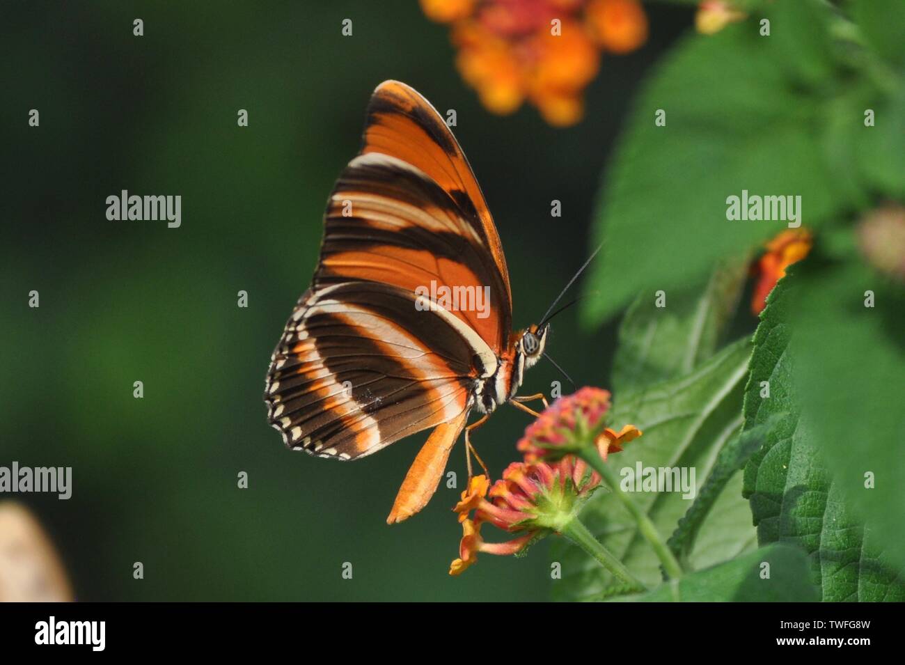 Papillon Orange bagués de boire le nectar des fleurs au Costa Rica. Banque D'Images