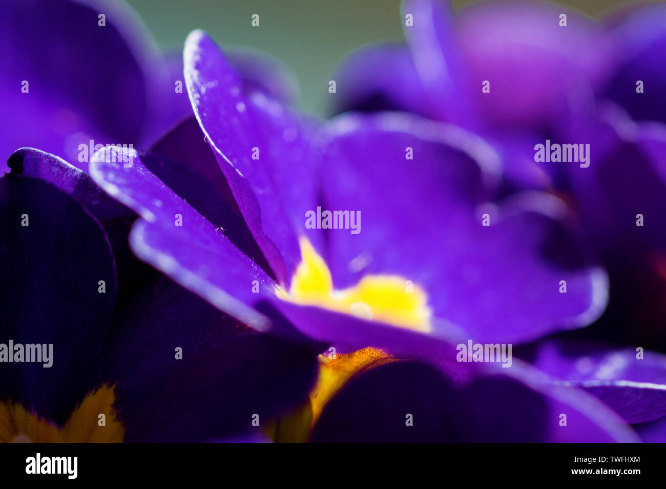 Une image en gros plan de violet et jaune primroses prises avec un objectif macro Banque D'Images