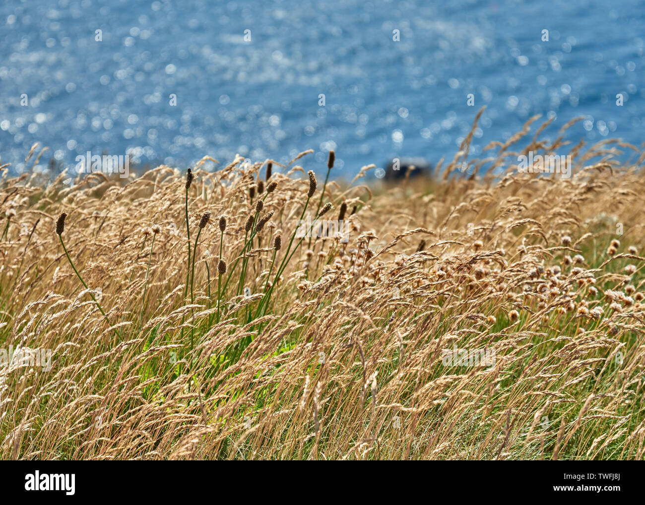 L'herbe haute sur le littoral avec la mer en arrière-plan. Banque D'Images