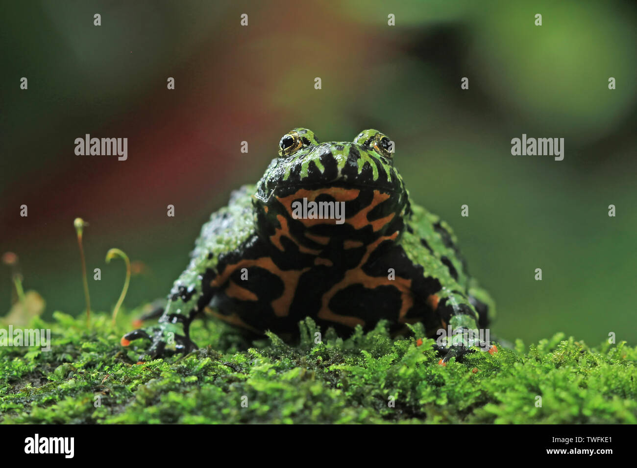 Fire-bellied toad (Bombina orientalis) sur des roches couvertes de mousse, l'Indonésie Banque D'Images