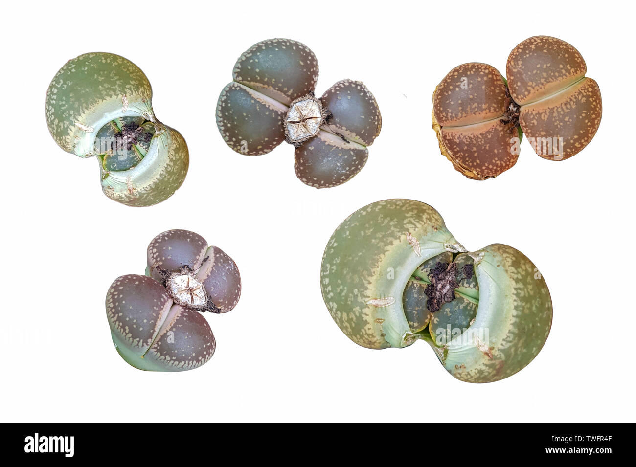 Lithops, de la famille des Aizoaceae, qui sont aussi appelées plantes cailloux en raison de leur apparence : Banque D'Images