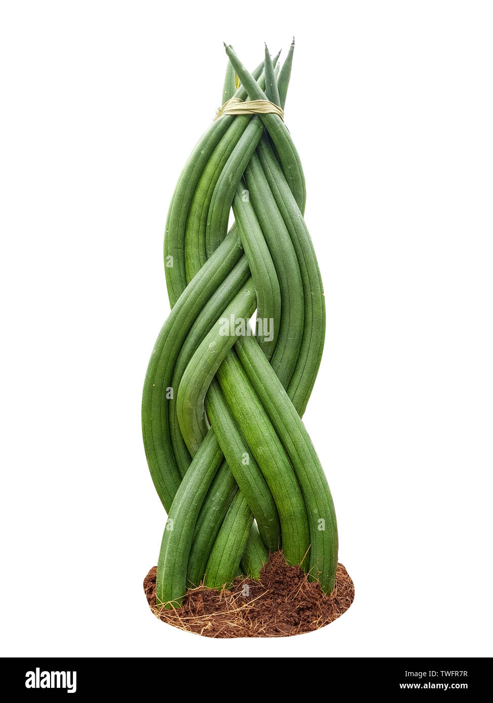 Spit décoratif de pousses de Sansevieria cylindrica sur fond blanc Banque D'Images