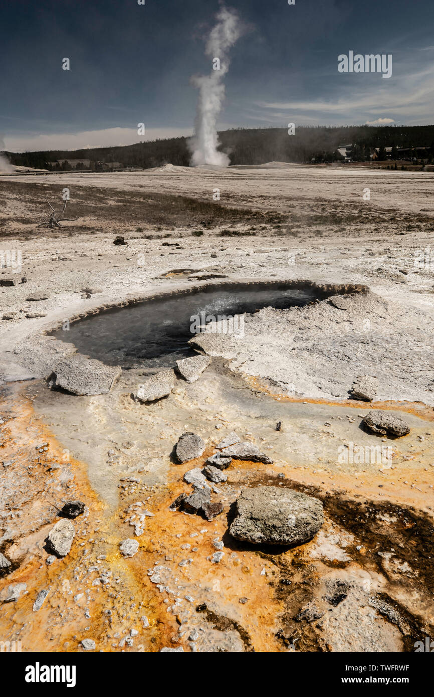 Printemps de l'oreille extérieure avec Old Faithful éruption dans l'arrière-plan, Banque D'Images