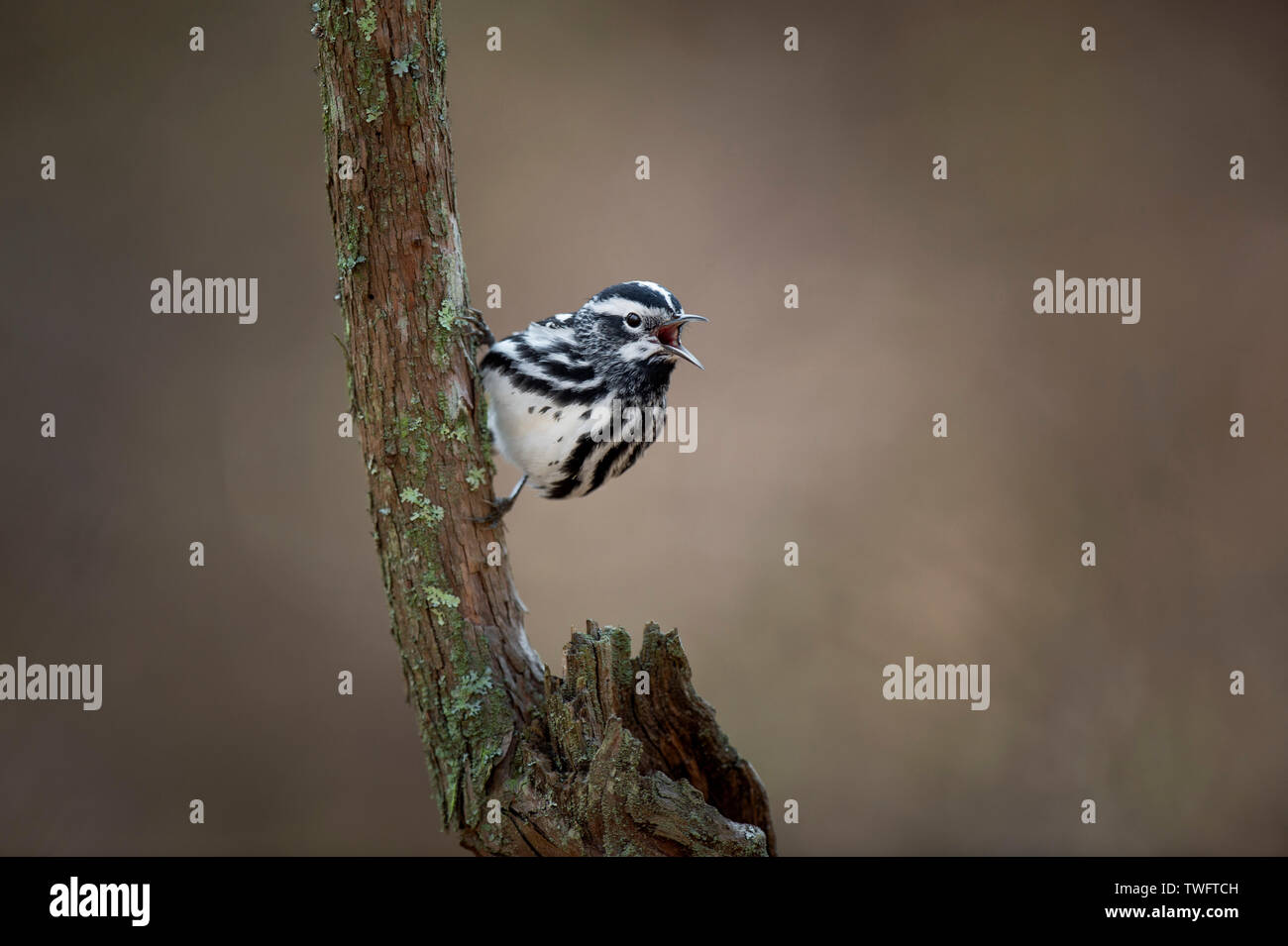 Une Paruline noir et blanc s'accroche à un arbre avec le lichen vert et chante sa chanson avec un fond brun de texture lisse. Banque D'Images