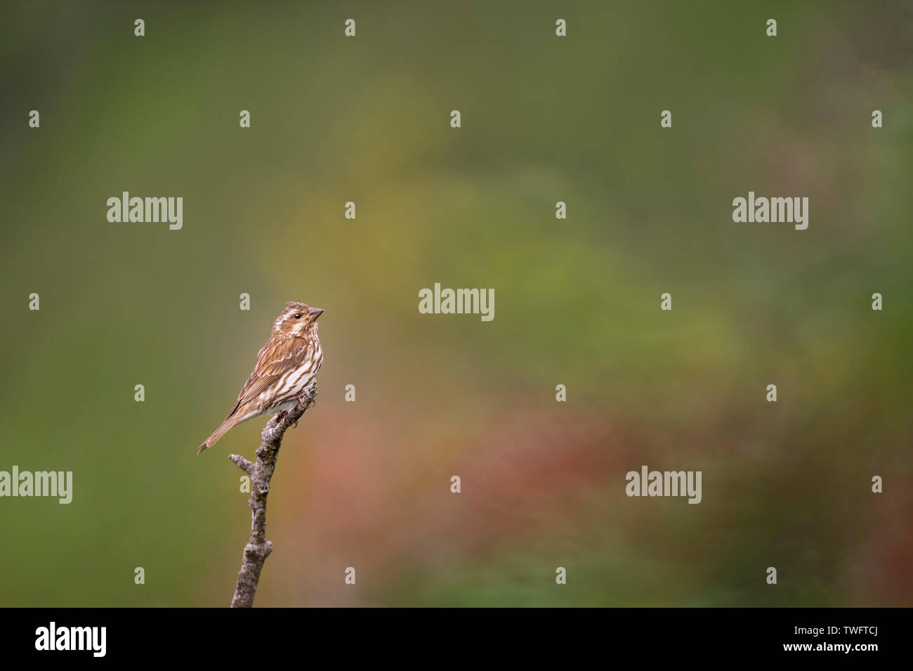 Une femelle Roselin pourpré perché sur une branche avec un fond rouge et vert texturé. Banque D'Images