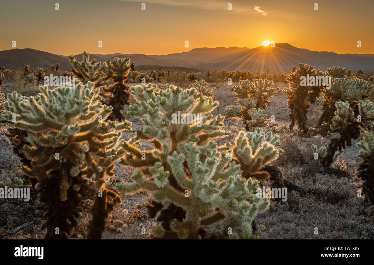 Cholla Cactus Garden au lever du soleil, le parc national Joshua Tree, California, United States Banque D'Images
