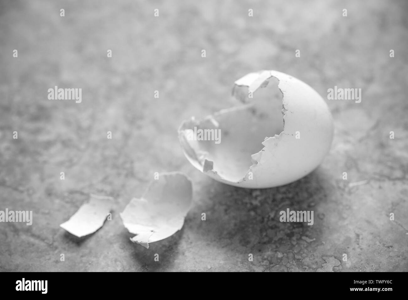 L'éclosion d'un œuf vide, woodpigeon Columba palumbus, qui a été retrouvé sur la chaussée sous le nid l'oiseau avait fait près d'une route très fréquentée. Woodpi Banque D'Images