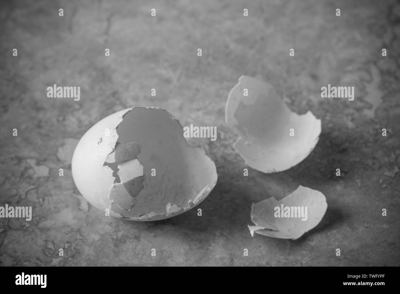 L'éclosion d'un œuf vide, woodpigeon Columba palumbus, qui a été retrouvé sur la chaussée sous le nid l'oiseau avait fait près d'une route très fréquentée. Woodpi Banque D'Images