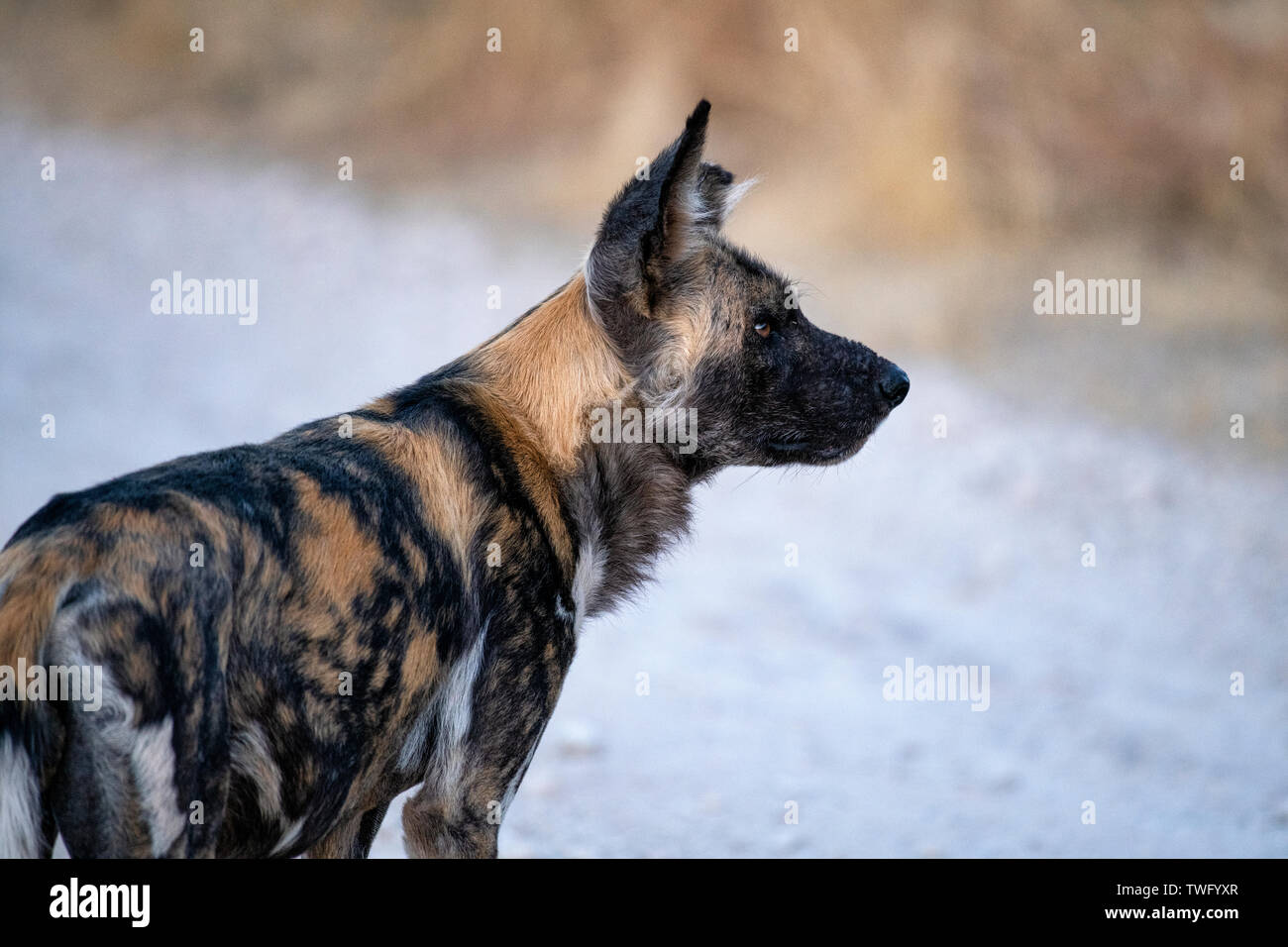 Chien sauvage d'Afrique Banque D'Images