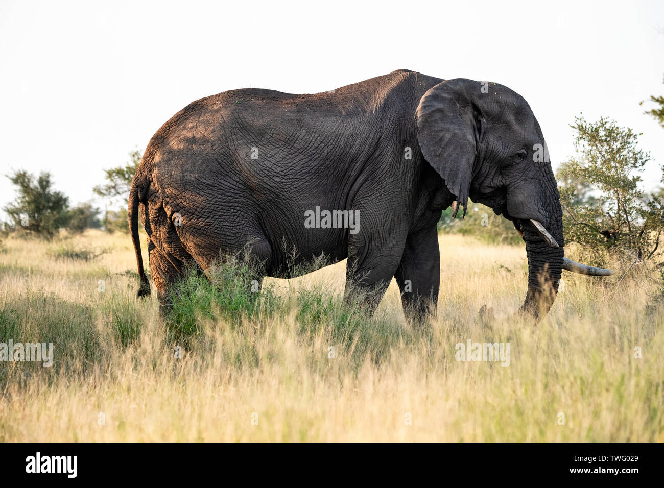 Avec l'éléphant a broken tusk Banque D'Images