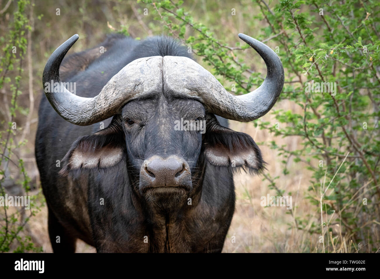 Buffle d’Afrique Banque D'Images