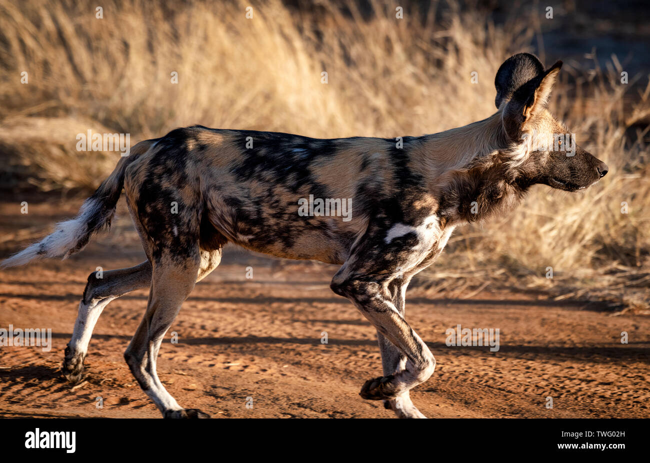 Chien sauvage d'Afrique marcher dans un chemin de terre Banque D'Images