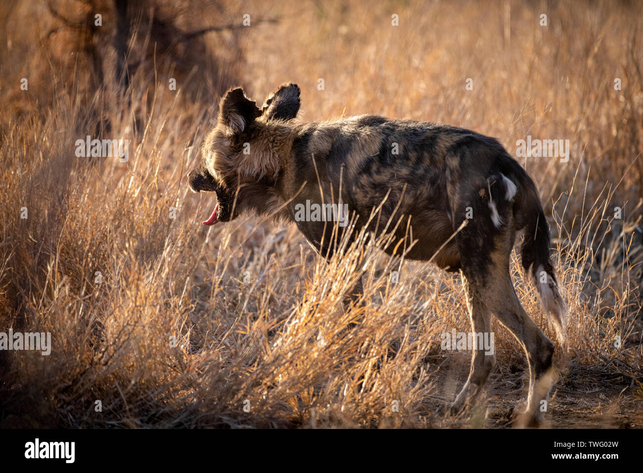 Chien sauvage d'Afrique le bâillement Banque D'Images