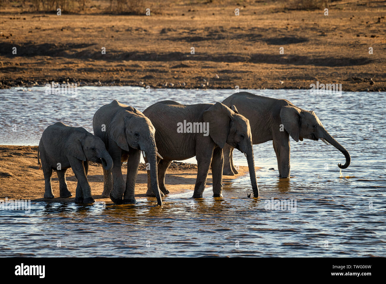 Quatre jeunes éléphants boire d'une rivière Banque D'Images
