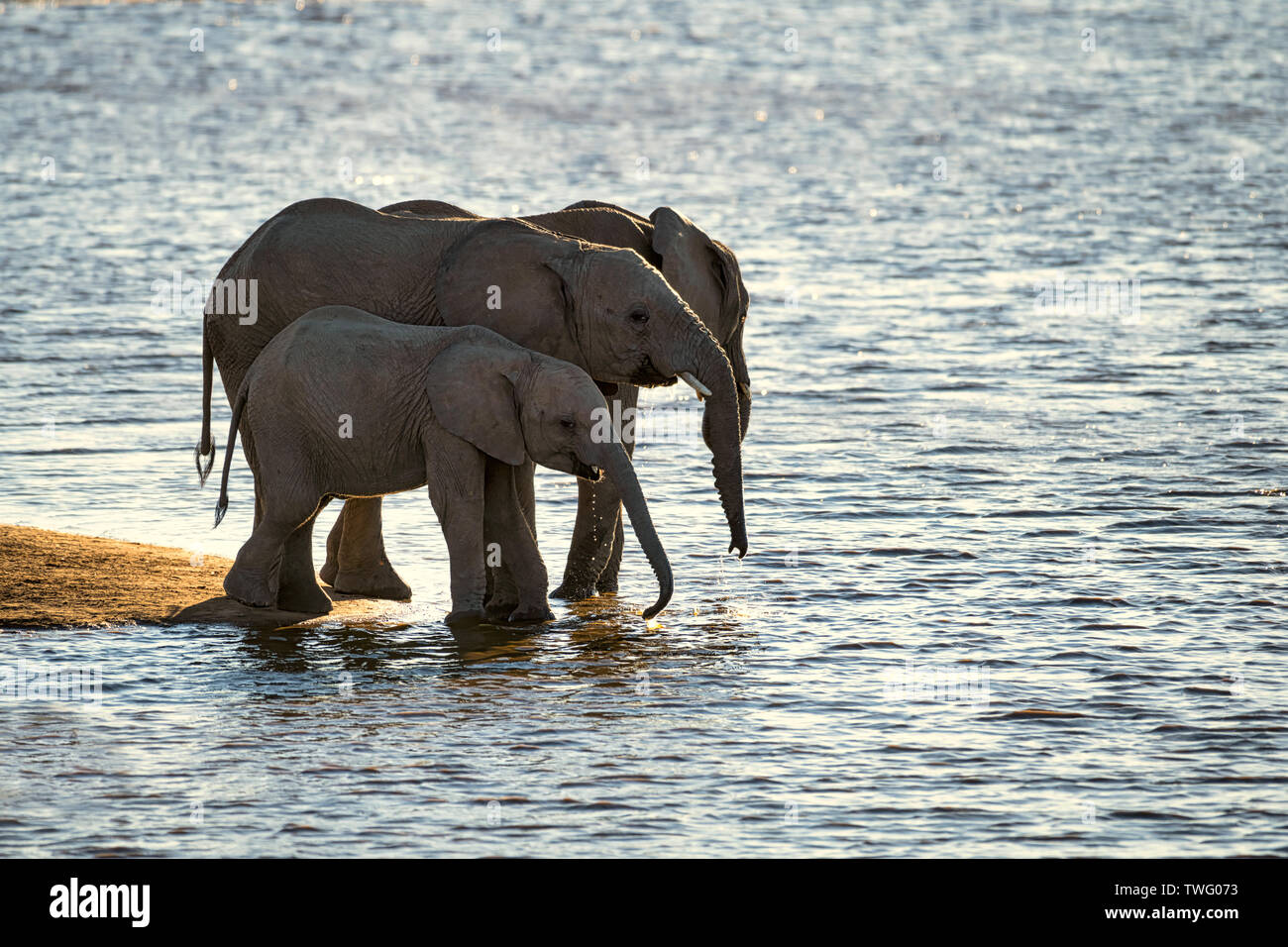 Trois jeunes éléphants boire d'une rivière Banque D'Images