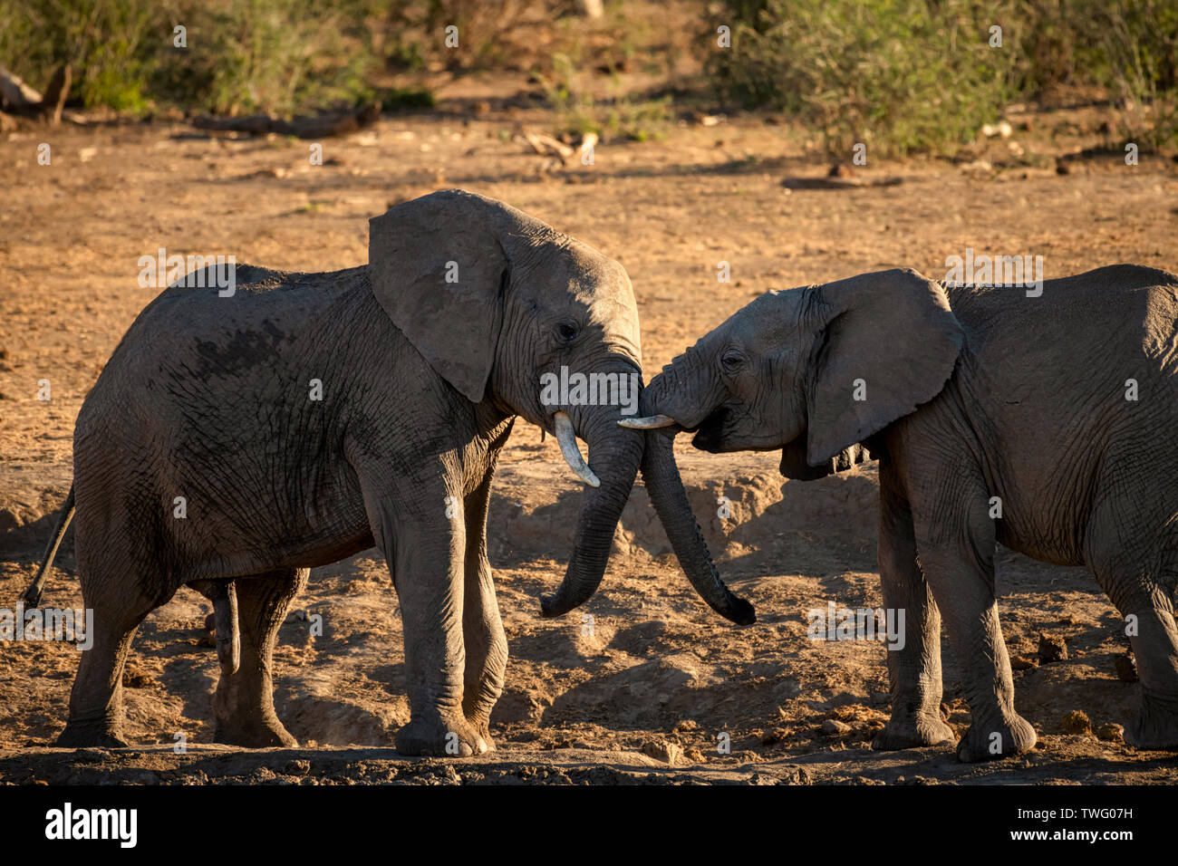 Deux éléphants mâles juvéniles jouer combats Banque D'Images