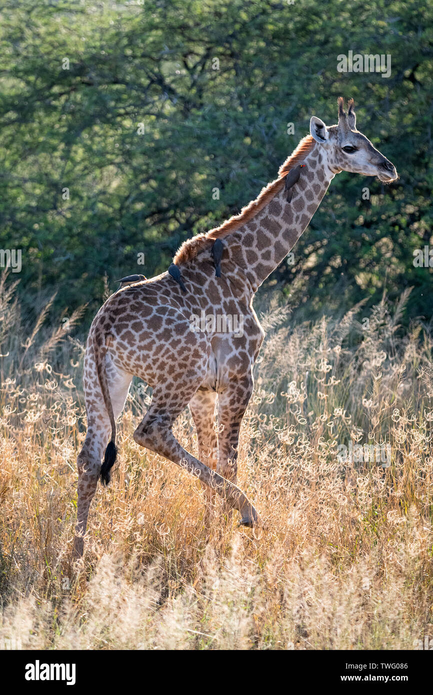 Une girafe avec oxpeckers sur son cou et dos Banque D'Images
