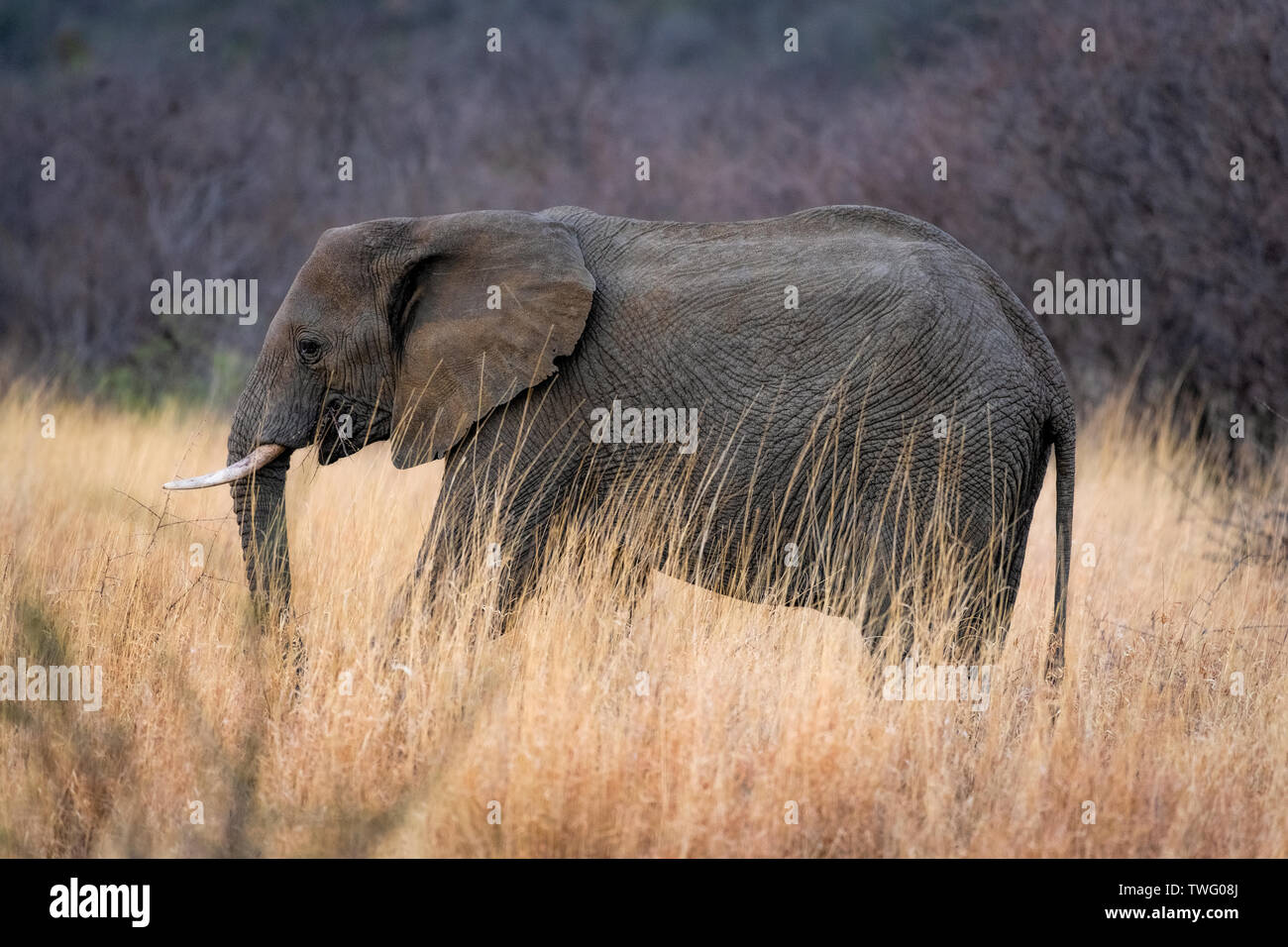 Un éléphant en marche à travers les hautes herbes Banque D'Images