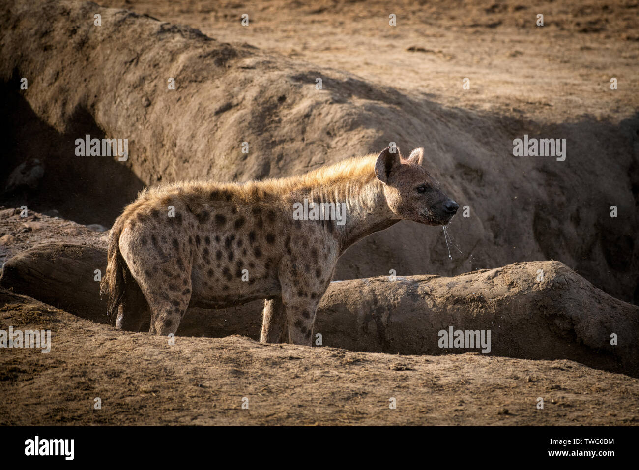 Regarder attentivement l'hyène avec des brins de salive provenant de sa bouche Banque D'Images
