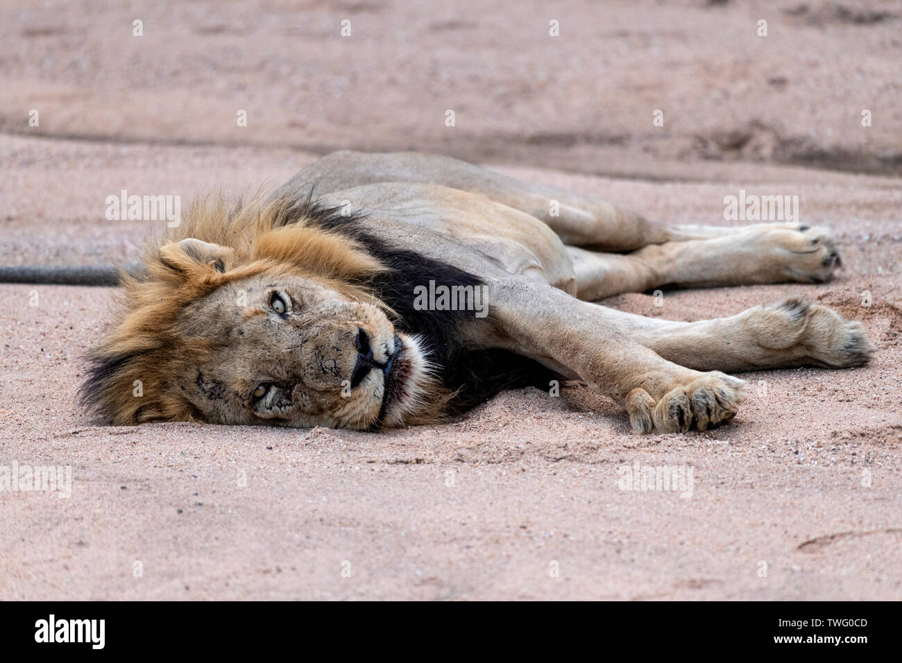 Un grand mâle lion couché dans le sable Banque D'Images