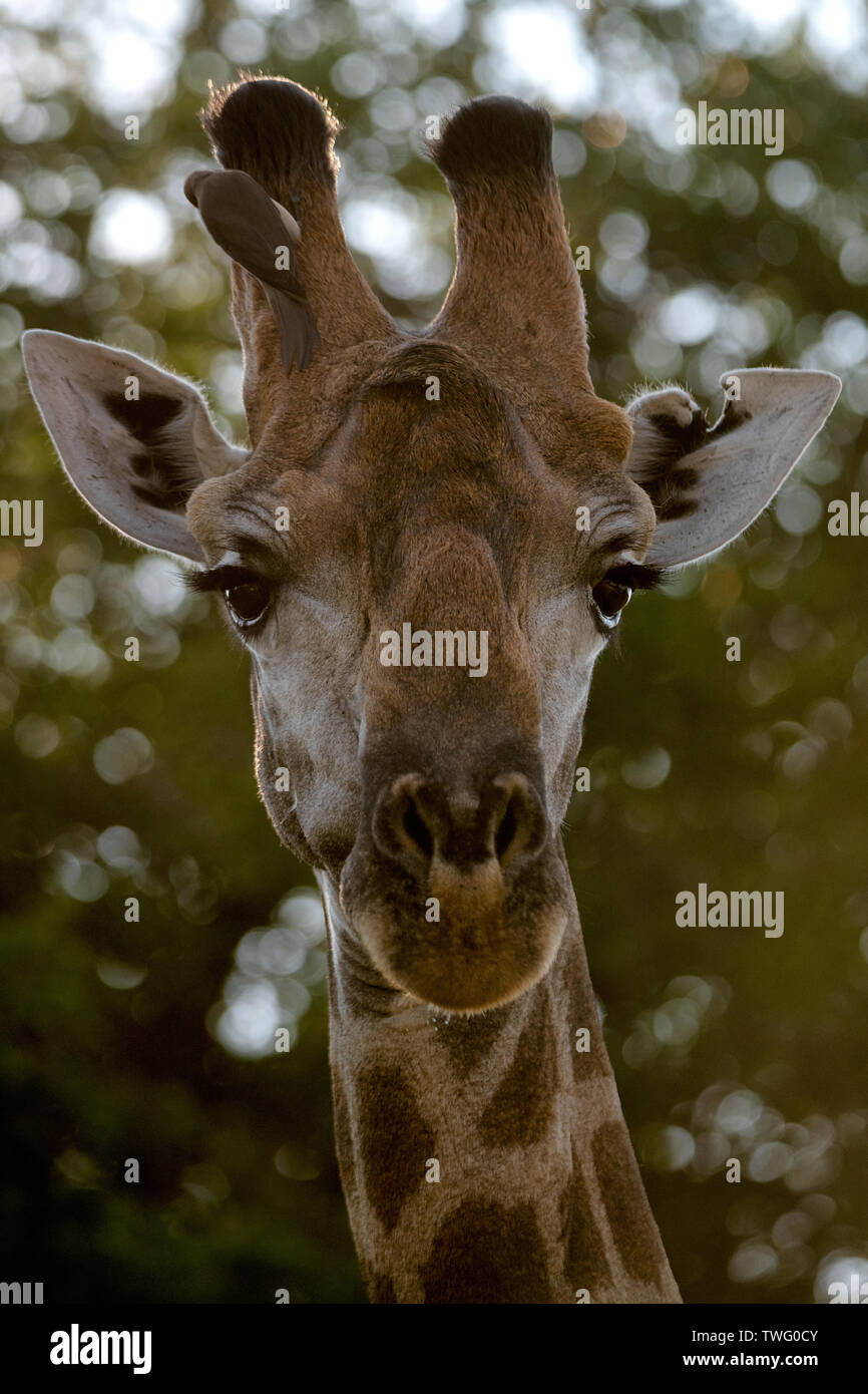 Une girafe à veau derrière elle Banque D'Images