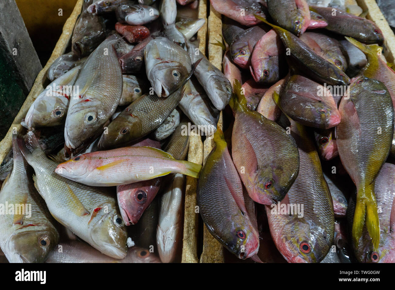 De nombreux types de poissons frais et de matières premières, Caesionidae, Baramundi, le mérou sur glace au marché de poissons de Kedonganan Banque D'Images