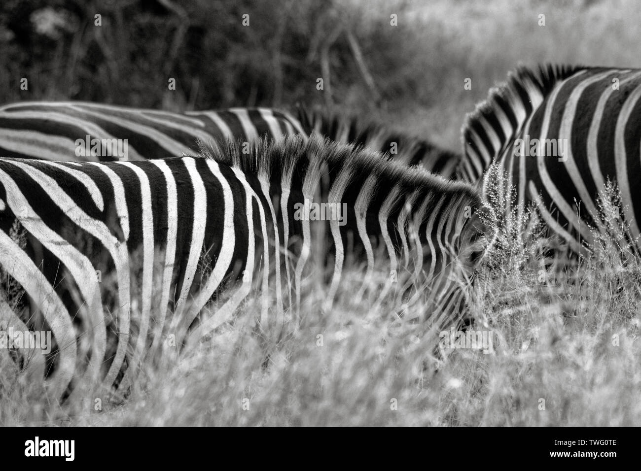 Trois zèbres' mane et dos visibles au-dessus de l'herbe longue Banque D'Images