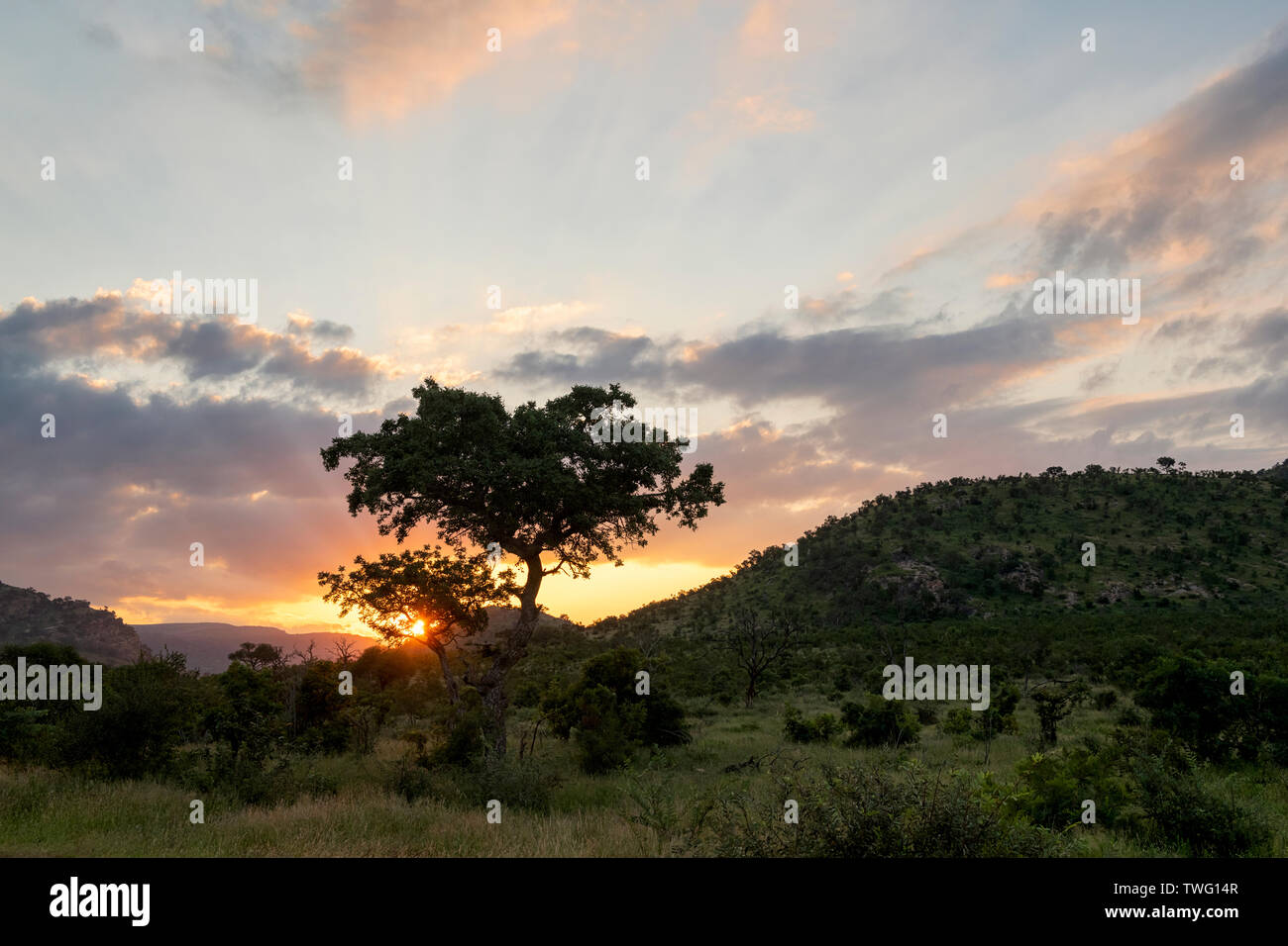 Soleil derrière un arbre dans le paysage montagneux de Berg-en-Dal Banque D'Images