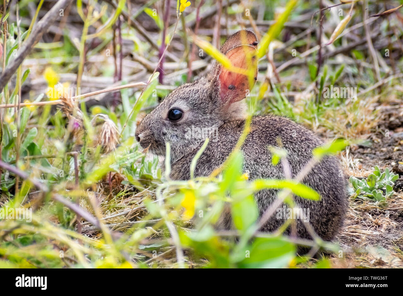 Close up of baby lapin brosse encore assis dans les arbustes ; les tiques attachées à ses longues oreilles ; Californie ; badigeonner le Lapin est une espèce de lapin Banque D'Images